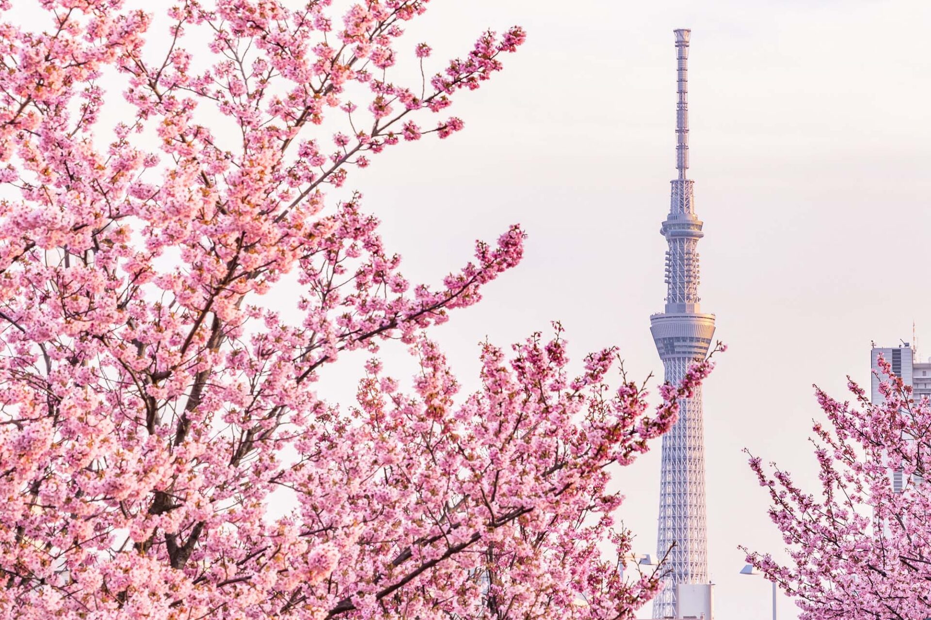 Sakura and Skytree